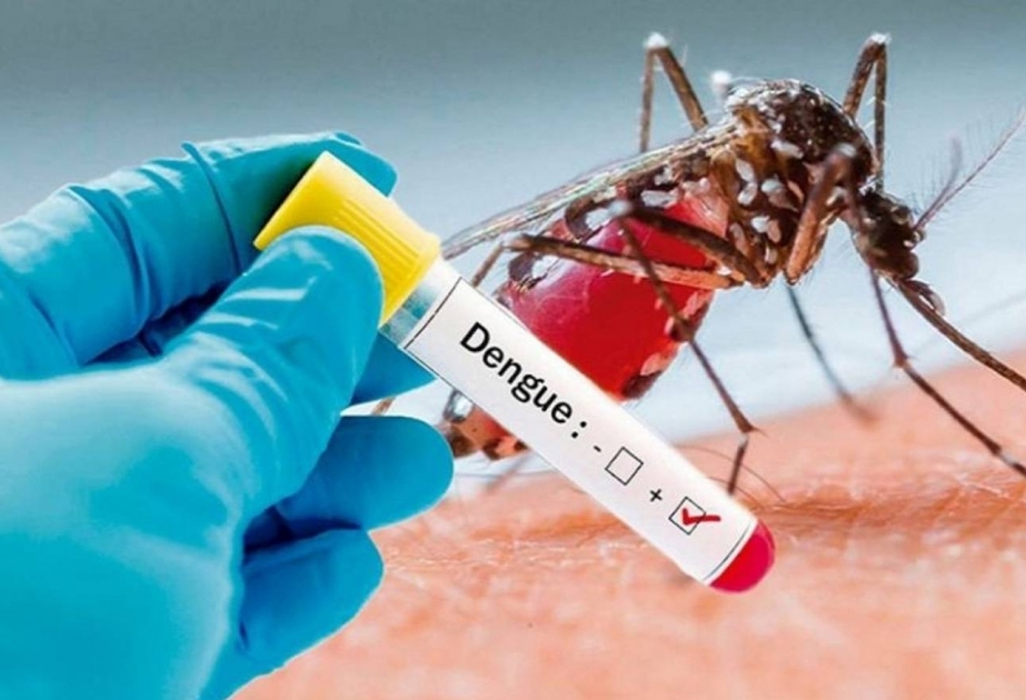 OMS: “El riesgo de una mayor propagación del dengue en el mundo es alto”