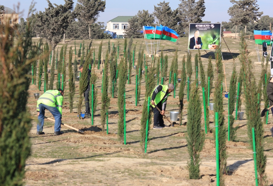 Qala qəsəbəsində aksiya zamanı 300 ağac əkilib