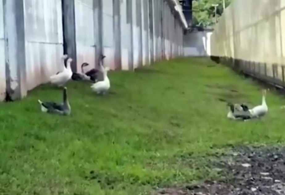 Braziliya həbsxanasında mühafizə itləri qazlarla əvəzlənib