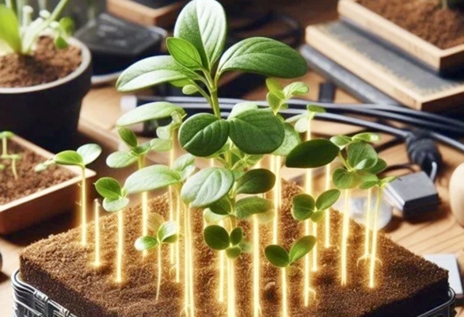 “Electronic soil' that can enhance crop growth by 50% developed by scientists