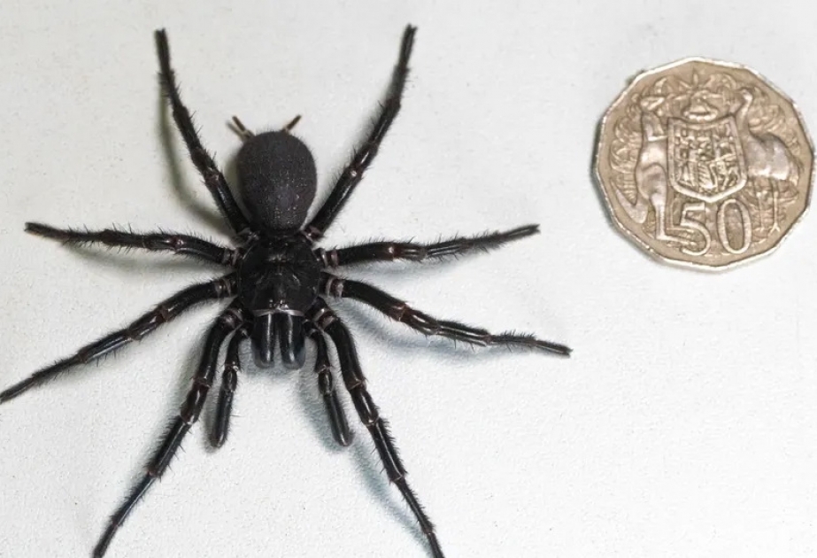 In Australien giftige Rekordspinne gefunden