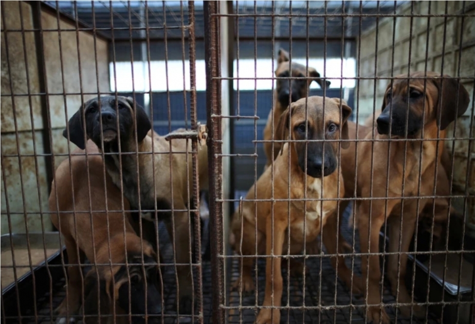 9 out 10 S. Koreans say they won't eat dog meat: survey