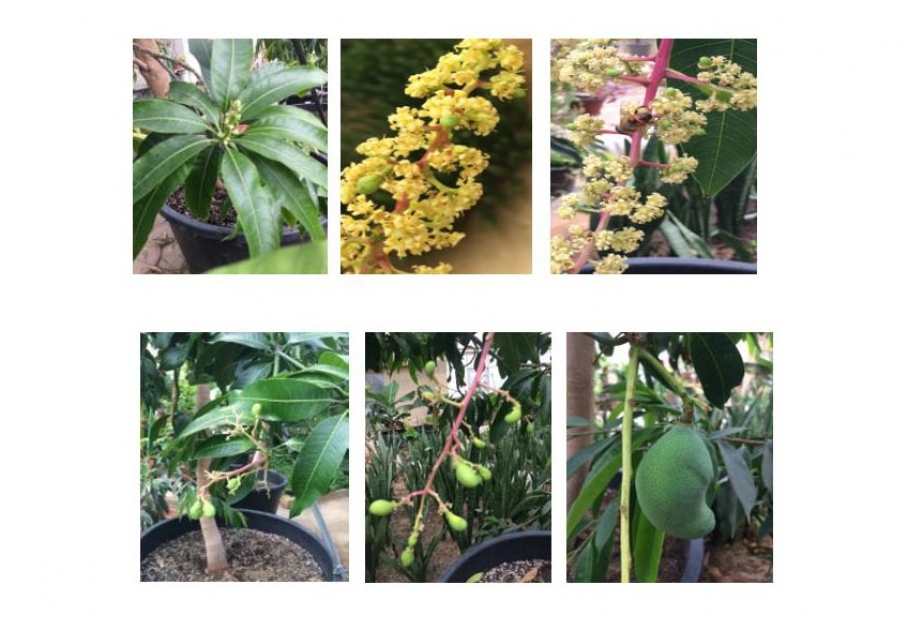 Mangifera indica L. bitkisi Dendrologiya İnstitutunda qapalı şəraitdə araşdırılıb