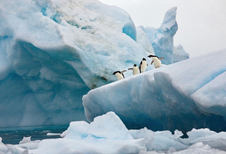 BAEA-nın ekspedisiyası Antarktika sularında mikroplastiklərin miqdarını araşdıracaq