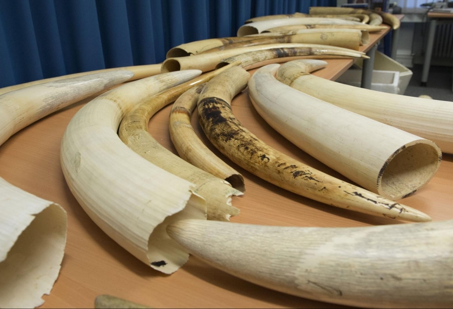 Nigeria: Regierung zerstört geschmuggeltes Elfenbein in Millionen-Wert