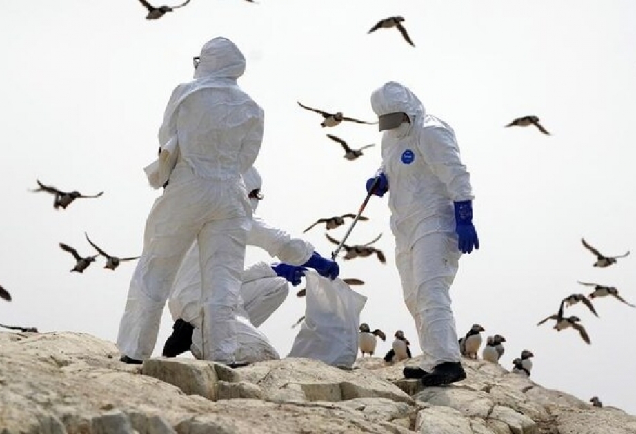 Britische Forschende nahe Antarktis Vogelgrippe festgestellt