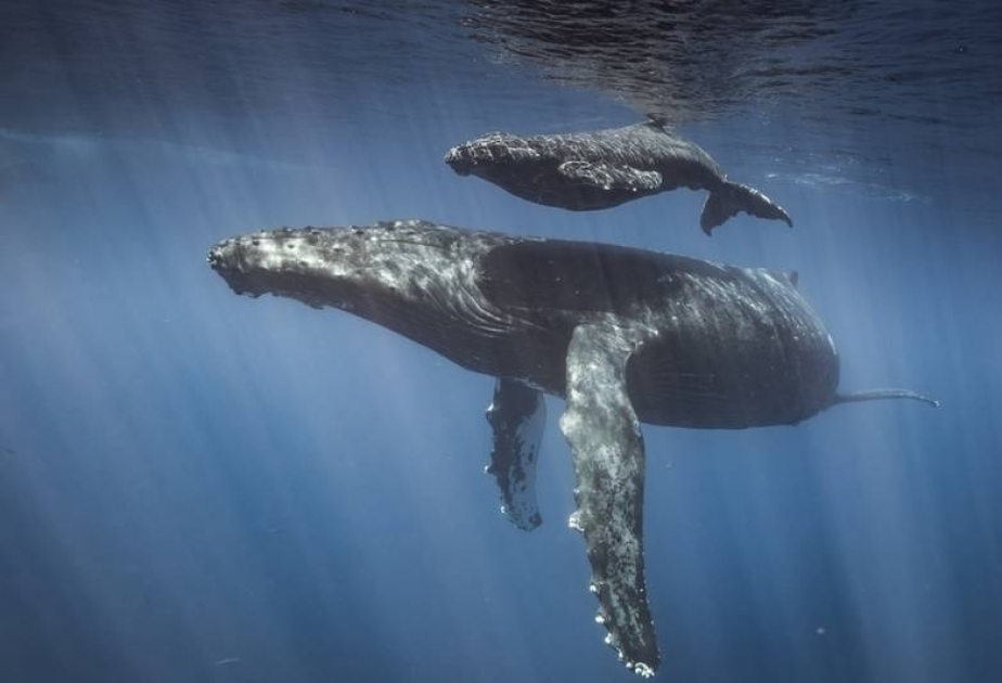 Incredible drone footage reveals humpback whales creating a fibonacci spiral
