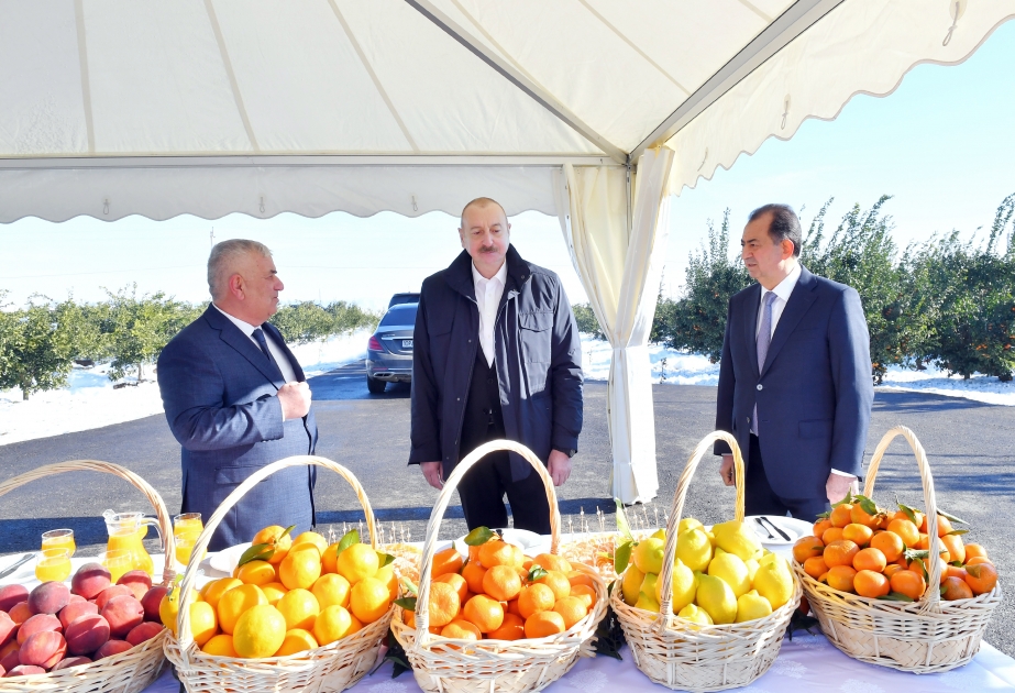 Prezident İlham Əliyevin Lənkəran rayonuna səfəri  “Lenk Fruit” MMC-nin sitrus bağında yaradılan şəraitlə tanışlıq  YENİLƏNİB VİDEO
