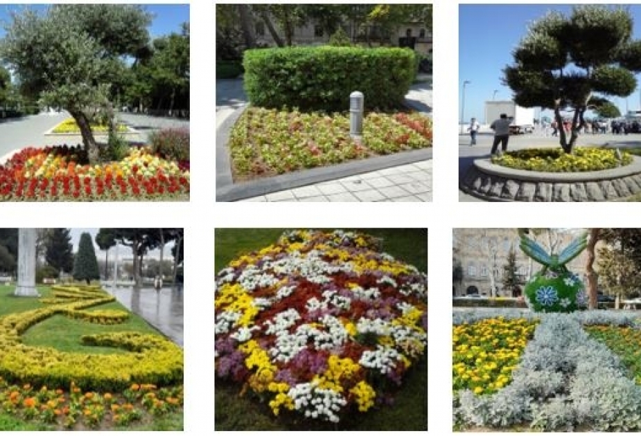 Abşeronun park-bağlarında kompozisiyaların tərtibatı ilə bağlı tədqiqat aparılıb