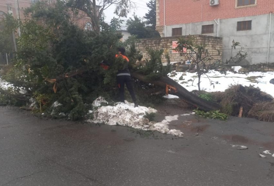 Lənkəranda yağan güclü qar bir sıra fəsadlara səbəb olub