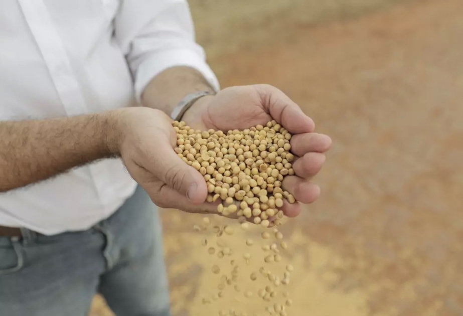 Chinas Produktion von Sojabohnen erreicht Rekordhoch