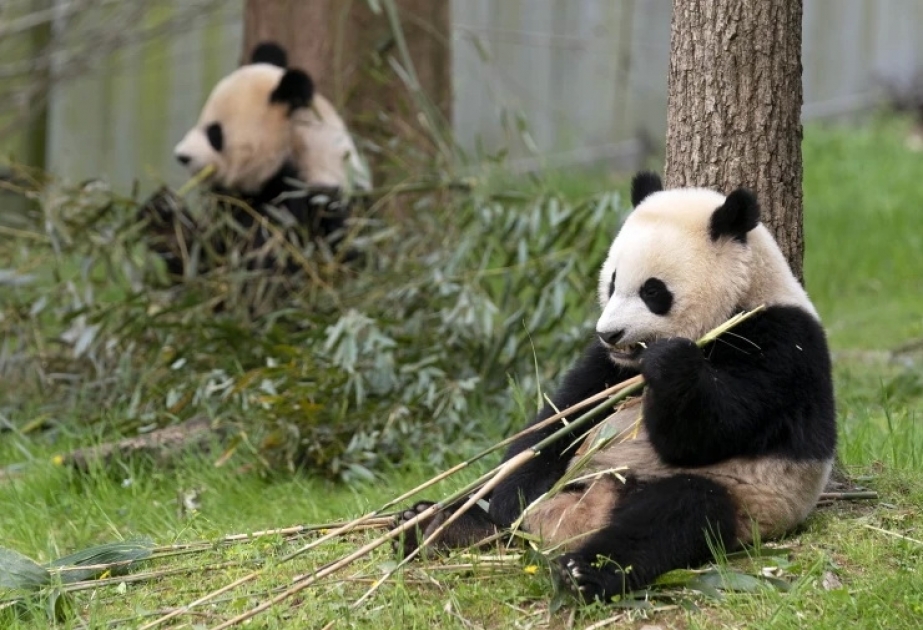 Zahl der wilden Pandas ist gestiegen