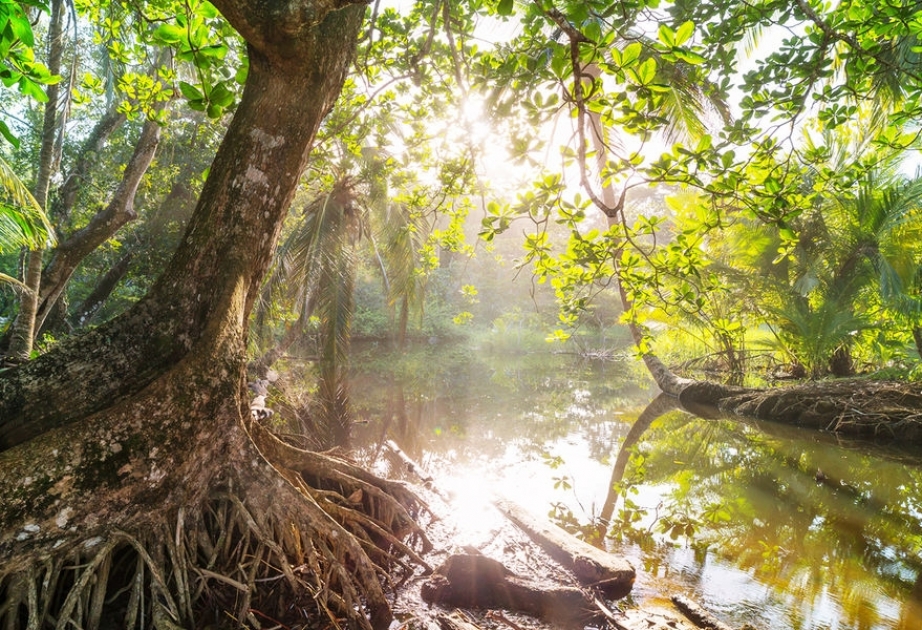 Amazonda rekord quraqlığın əsas səbəbi iqlim dəyişikliyidir