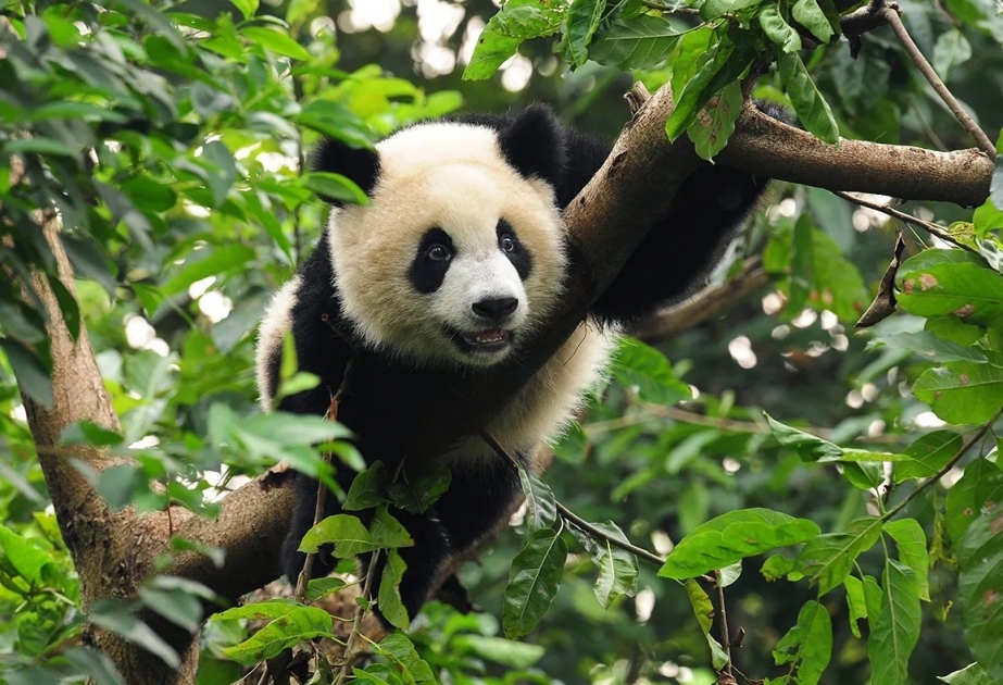 Çində vəhşi pandaların sayı artır