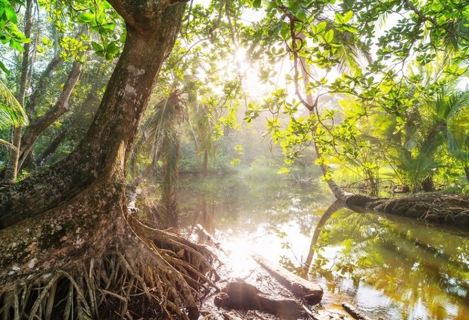 Global warming was primary cause of unprecedented Amazon drought, study finds