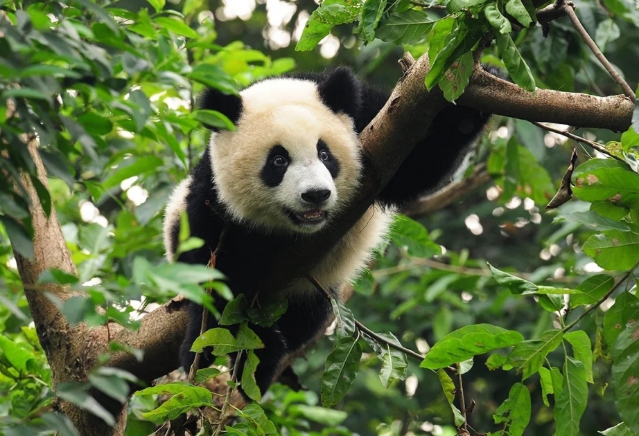 Chine : La population de pandas géants vivant à l'état sauvage augmente