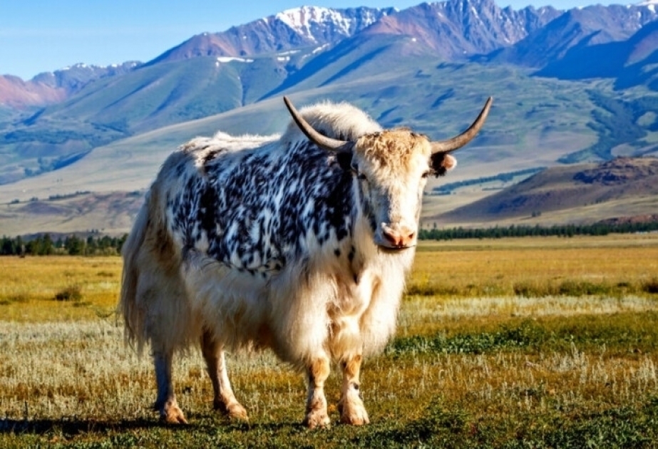 Científicos chinos clonan por primera vez vacas tibetanas
