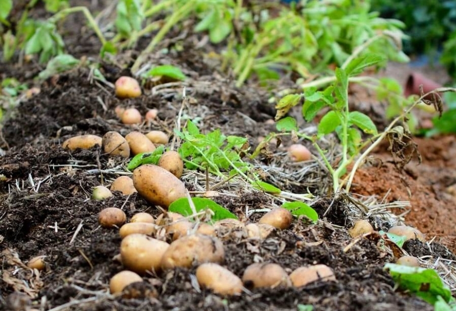 Il existe des perspectives de développement de la production des semences de pomme de terre à Kelbédjer, Latchine et Goubadly
