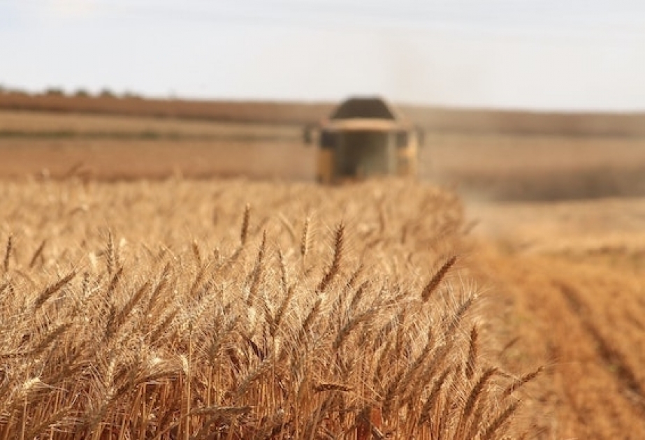 С начала года Азербайджан импортировал более 20 тысяч тонн зерновых из Саратова
