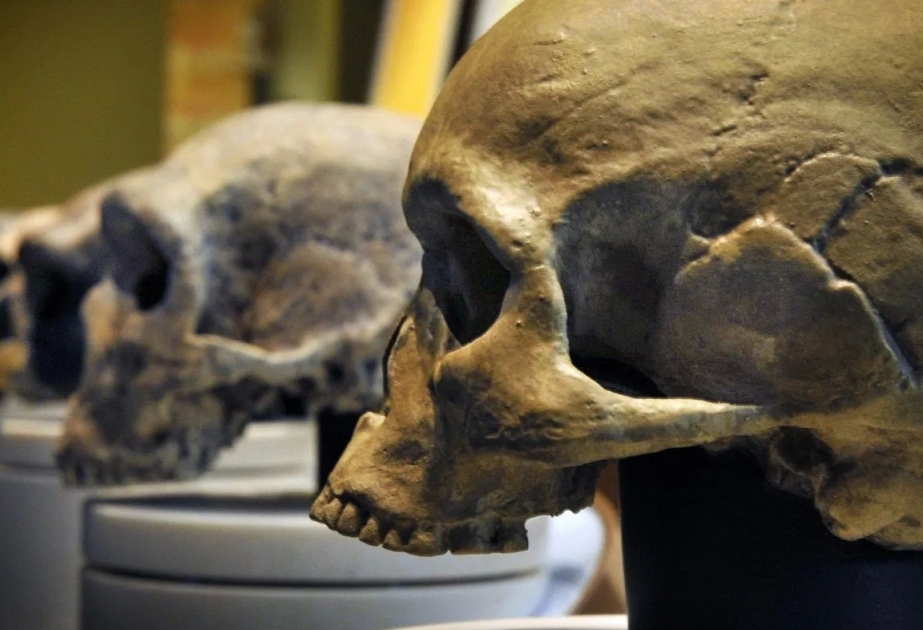 Almaniyadakı son arxeoloji kəşf Homo sapiensin tarixini yenidən yazır