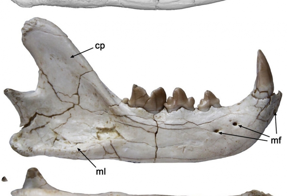 New species of ancient feline discovered in Spain