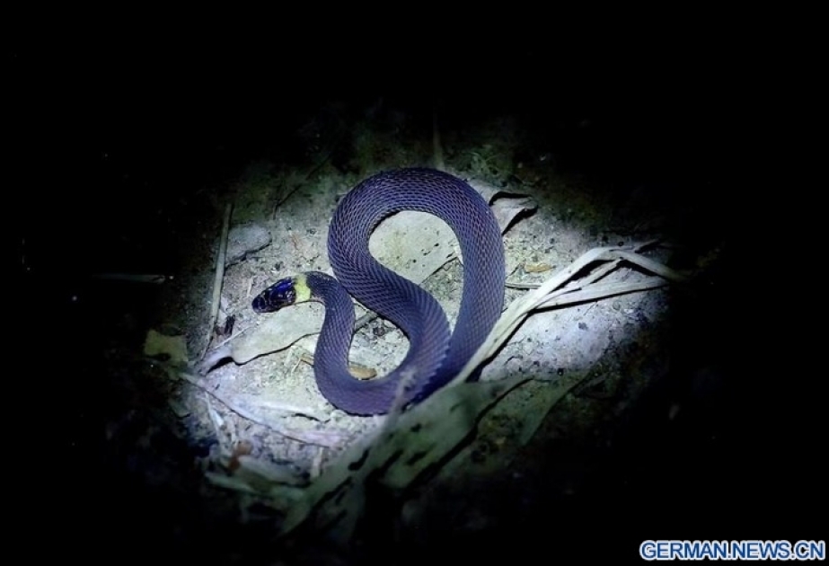 In China neue Schlangenart entdeckt