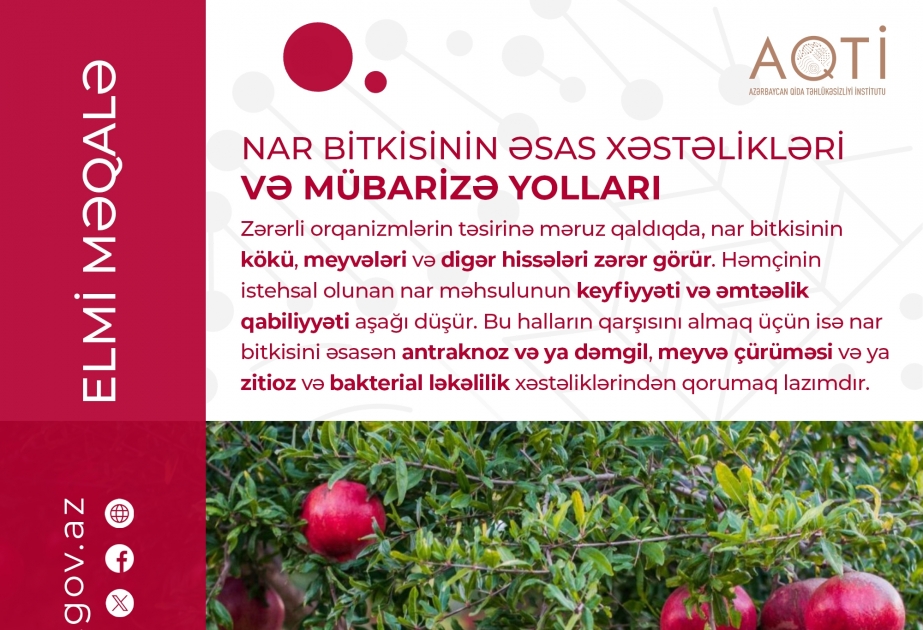 Nar bitkisinin əsas xəstəlikləri və mübarizə yolları
