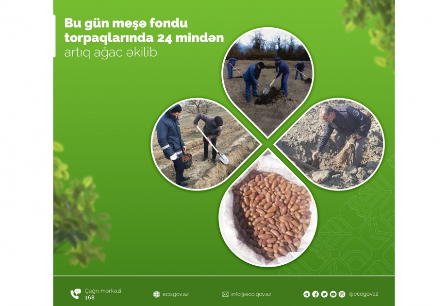 Bu gün meşə fondu torpaqlarında 24 mindən artıq ağac əkilib