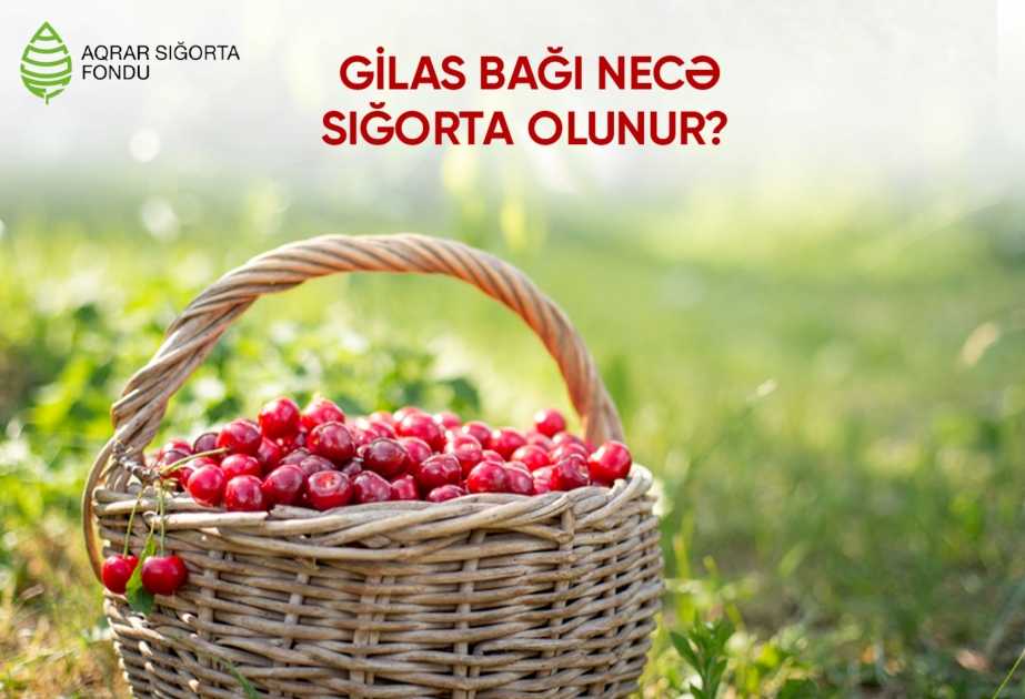 Son 3 ildə Azərbaycana 120 milyon dollar qazandırıb – GİLAS BAĞI NECƏ SIĞORTA OLUNUR?