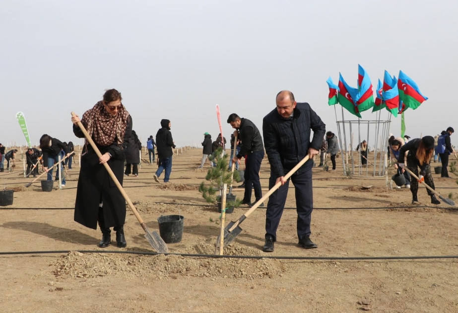 Müşfiqabad qəsəbəsində növbəti ağacəkmə aksiyası keçirilib