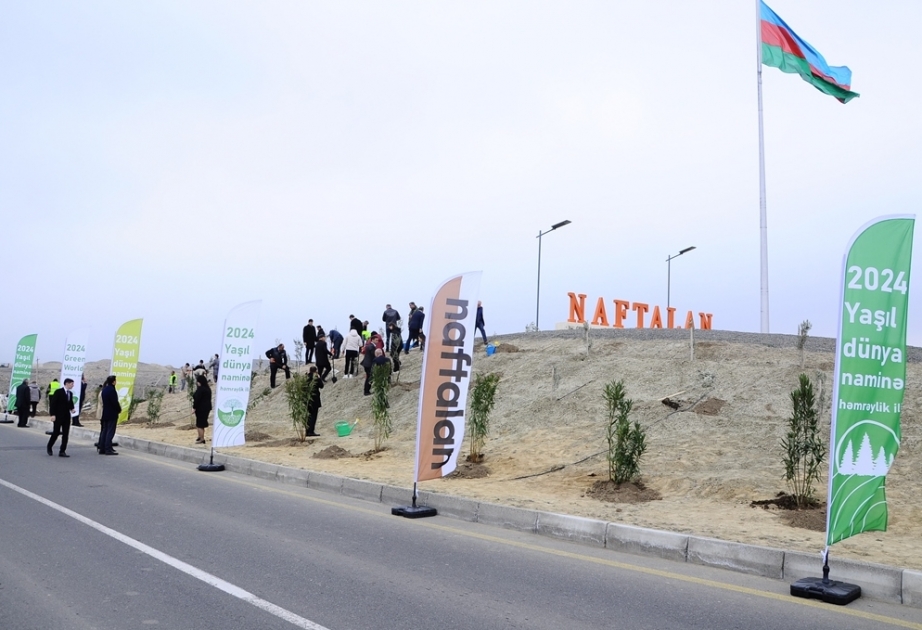 Naftalanda xarici turistlərin də iştirakı ilə ağacəkmə aksiyası keçirilib