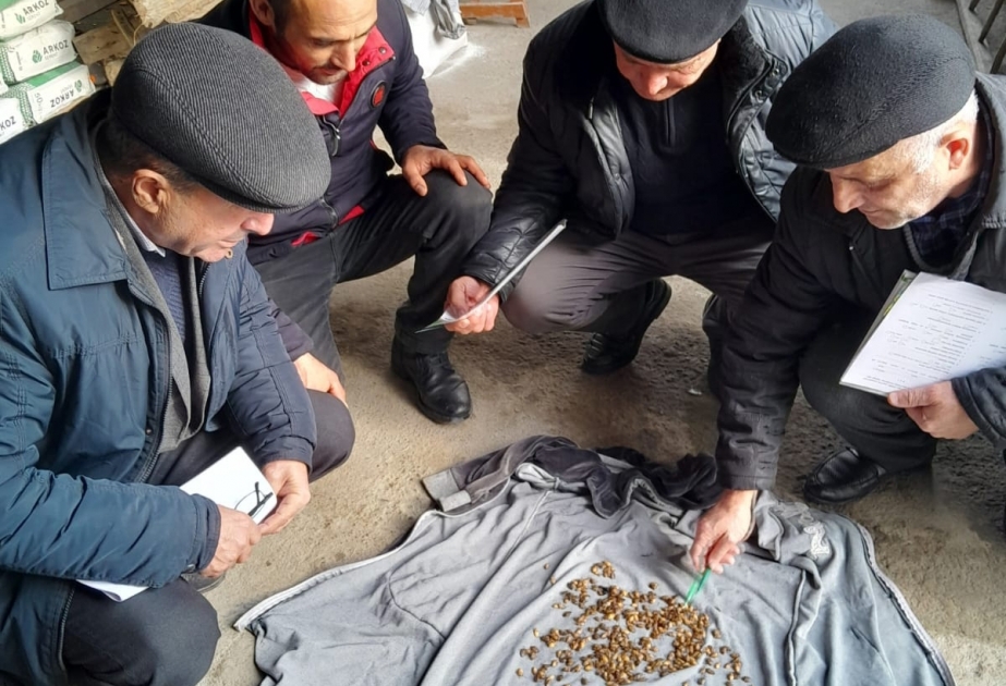 Qəhvəyi mərmər bağacığının yayılma təhlükəsinin aradan qaldırılması üçün kompleks tədbirlər görülür