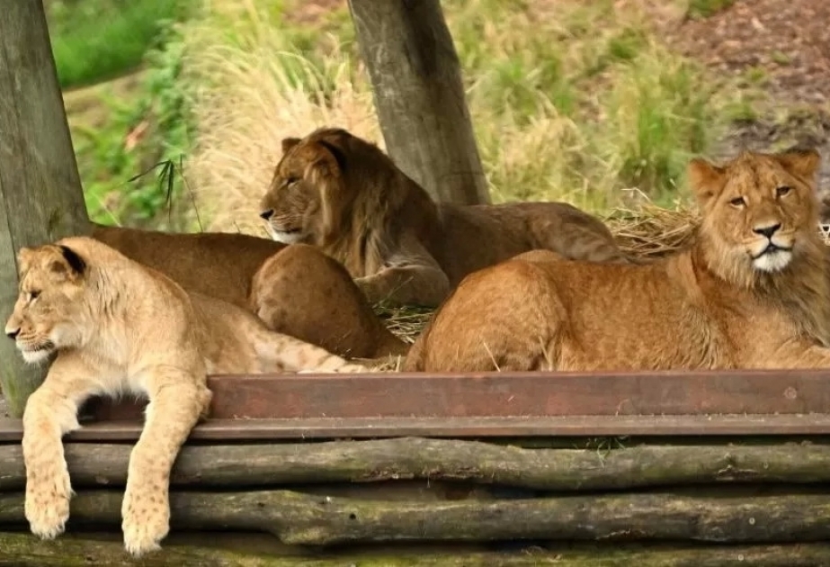 Nigeria: Löwe tötet Zoowärter