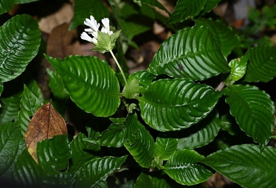 New plant species discovered in SW China