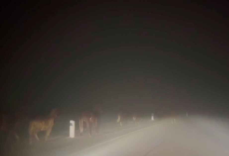 Şuşa-Laçın yolunda maraqlı görüntü  FOTO VİDEO