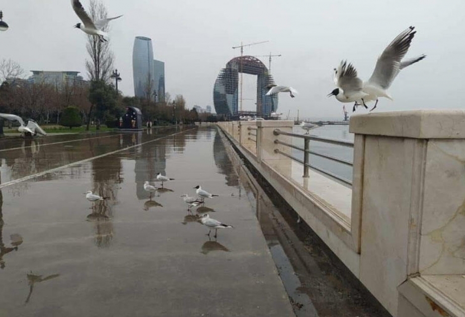 В Баку будет до 3 градусов мороза