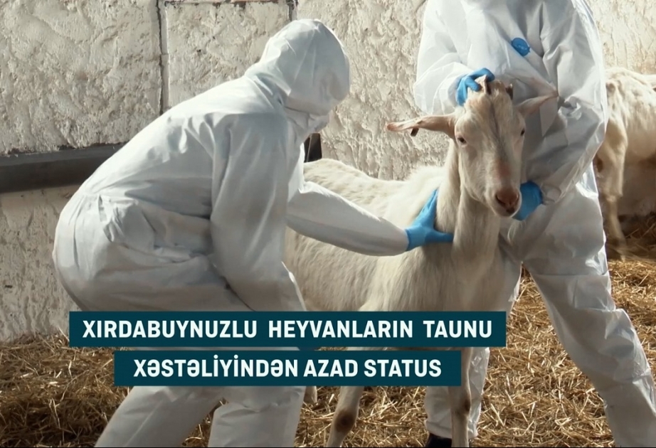 ÜHST-nin Elm Komissiyası ölkəmizin xırdabuynuzlu heyvanların taunu xəstəliyindən azadolma statusunu təsdiq edib