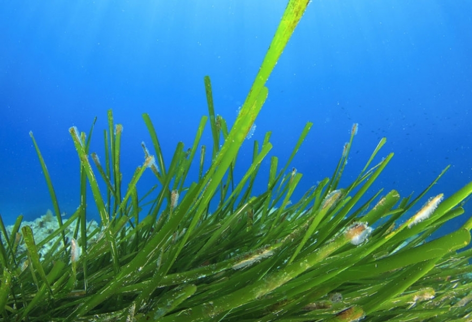 Aujourd’hui, c’est la Journée mondiale des herbiers marins