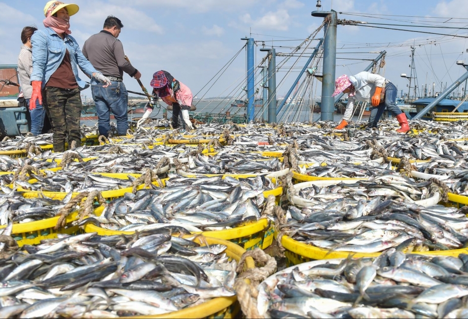 WTO-Konferenz: Globales Fischereiabkommen vorerst gescheitert