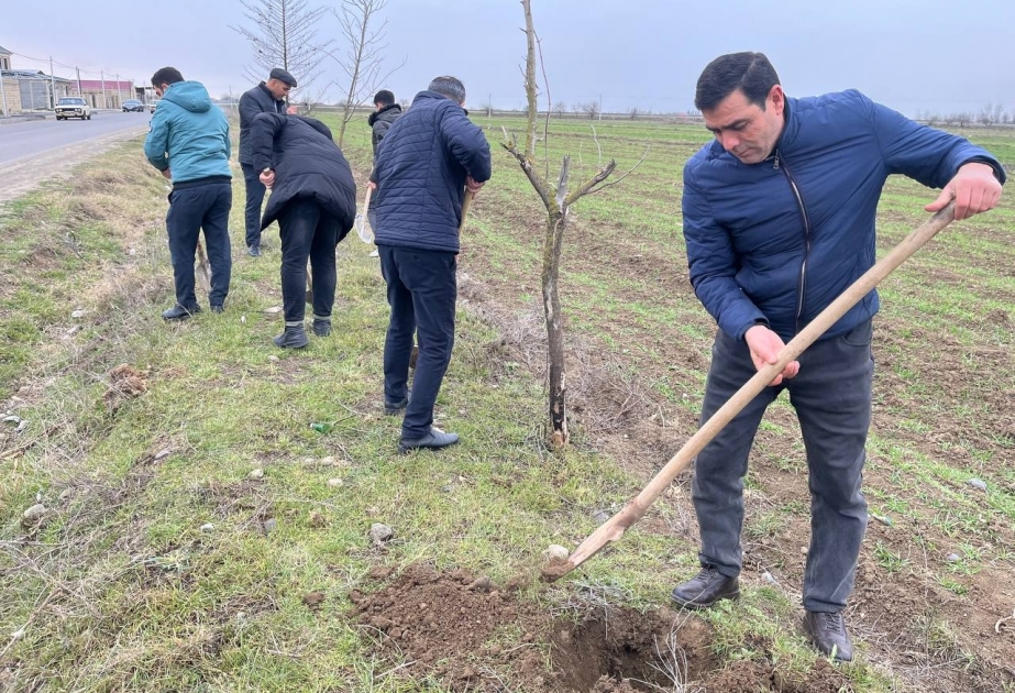 Biləsuvarda ağacəkmə aksiyası keçirilib