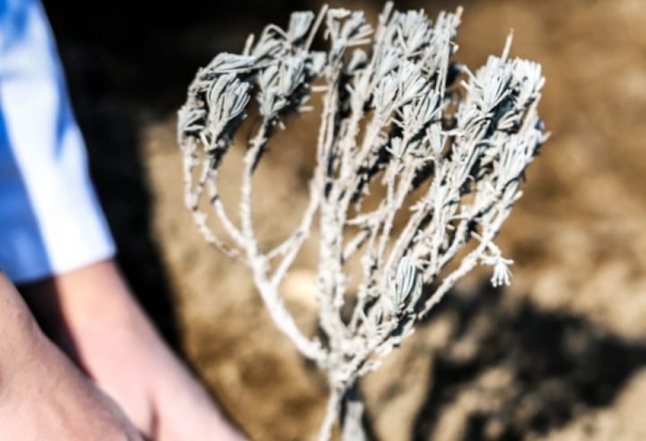 Naxçıvanda ilk dəfə lavanda bitkisi əkilir