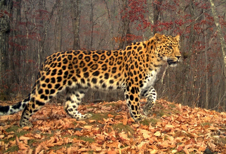 Moskva zooparkına giriş bəbir geyimində gələn qadınlar üçün pulsuz olacaq