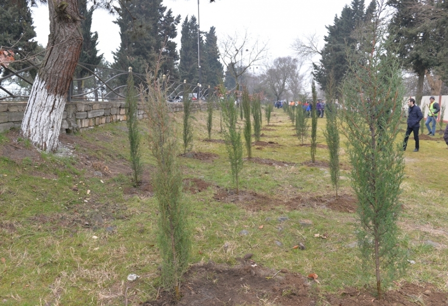 Lənkəranda ağacəkmə aksiyası keçirilib