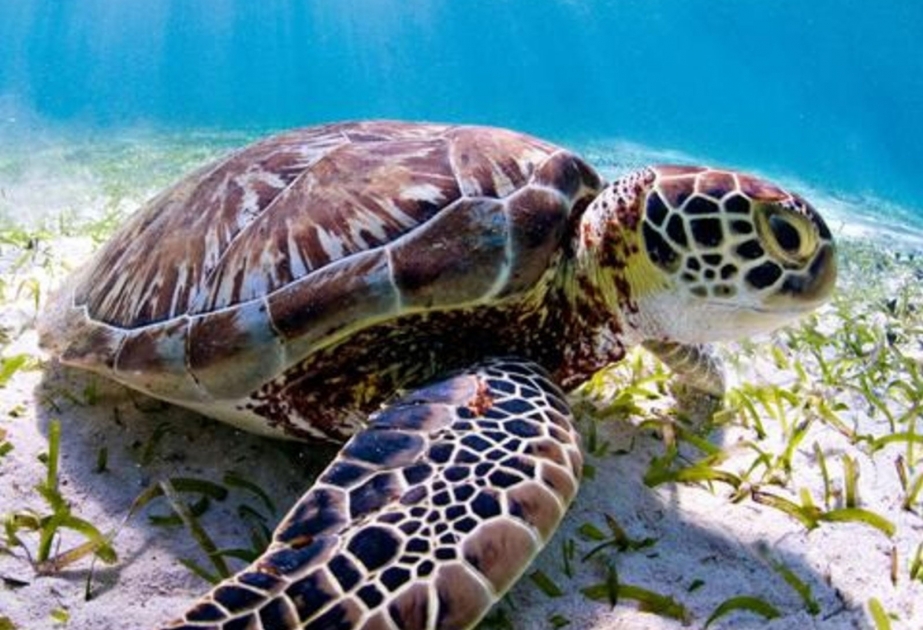 Huit enfants morts après avoir consommé de la chair de tortue marine en Tanzanie