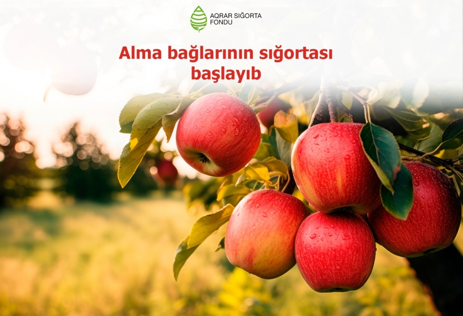 Alma bağlarının sığortasına başlanılıb