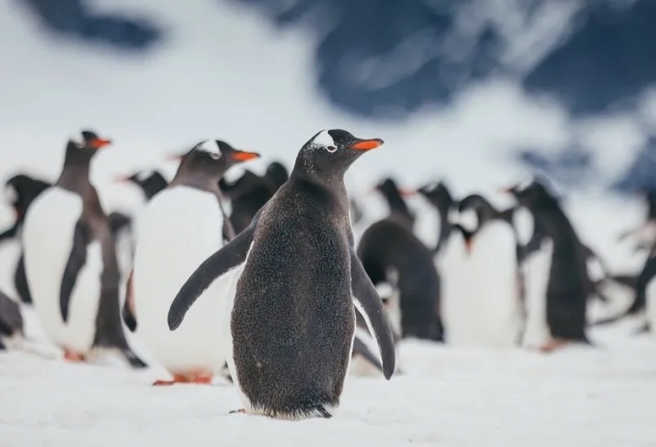 South Georgia: Bird flu infects penguins at famous wildlife haven