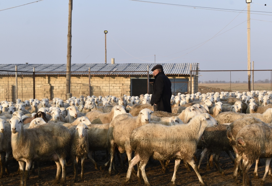 Azərbaycanda daha çox tələb olunan bu qoyun cinsinin qiyməti 350-1500 manat arası dəyişir - FOTO
