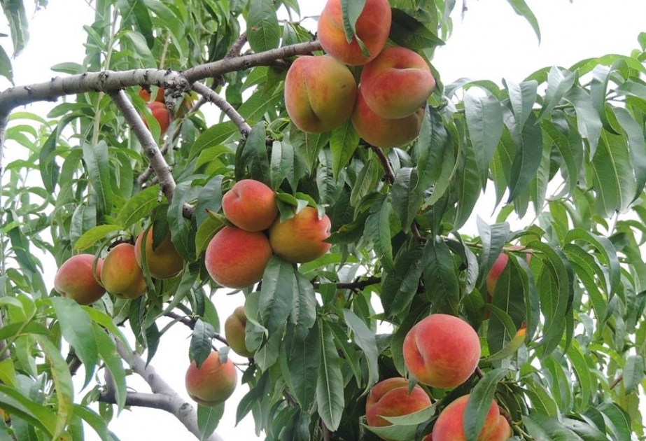 Şaftalı bağı necə sığorta olunmalıdır?