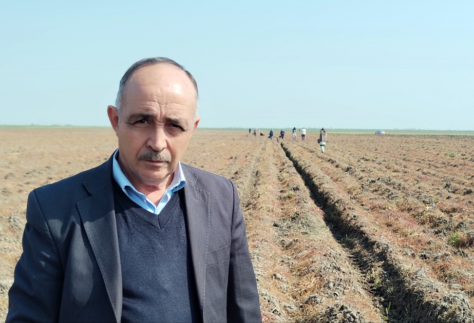 Masallıda noxud əkini sahəsi iki dəfə artıb VİDEO