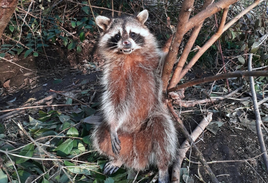 Lənkəranda Amerika yenotu aşkar olunub